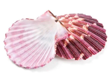 Seashell in close-up isolated on a white Stock Photos