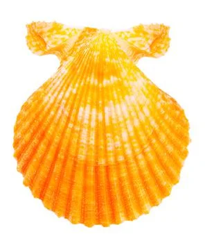 Seashell in close-up isolated on a white Stock Photos