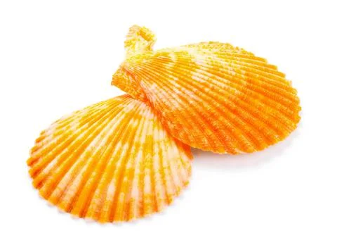 Seashell in close-up isolated on a white Stock Photos