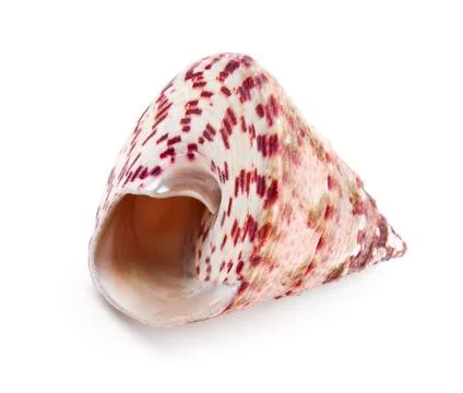 Seashell in close-up isolated on a white Stock Photos
