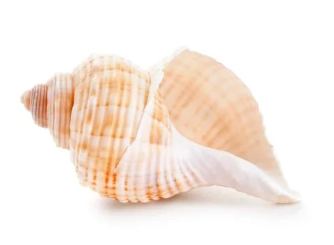 Seashell in close-up isolated on a white Stock Photos