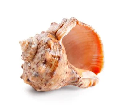 Seashell in close-up isolated on a white Stock Photos