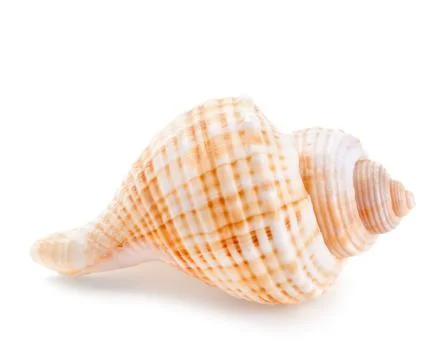 Seashell in close-up isolated on a white Stock Photos