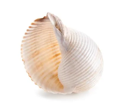 Seashell in close-up isolated on a white Stock Photos