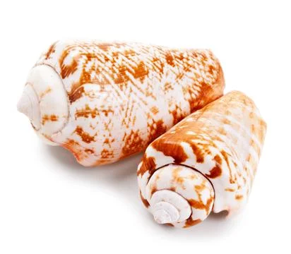 Seashell in close-up isolated on a white Stock Photos