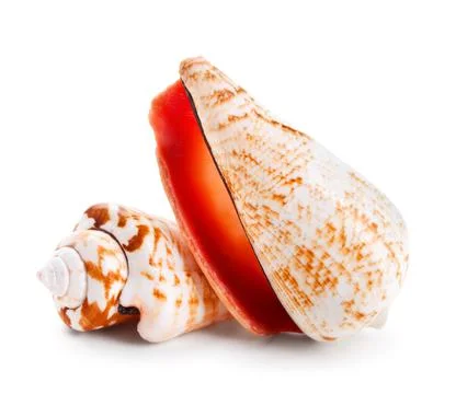 Seashell in close-up isolated on a white Foto stock