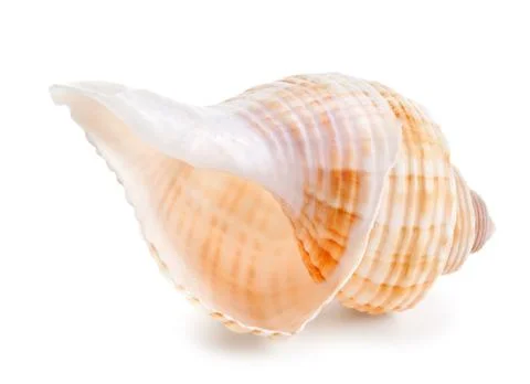 Seashell in close-up isolated on a white Stock Photos