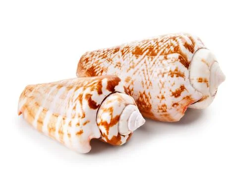 Seashell in close-up isolated on a white Stock Photos
