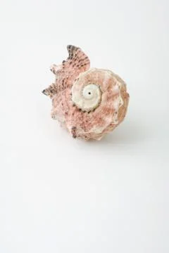 Seashell, close-up Stock Photos