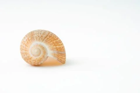 Seashell, close-up Stock Photos