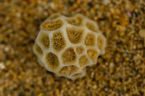 Seashell close up Stock Photos