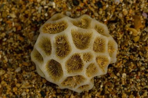 Seashell close up Foto stock