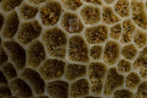 Seashell close up Stock Photos