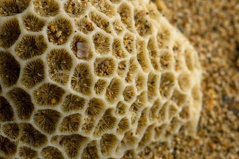 Seashell close up Stock Photos