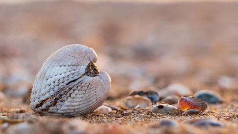 Seashell close-up on a sandy beach. One double-leaf shell on the beach by t.. 스톡 사진