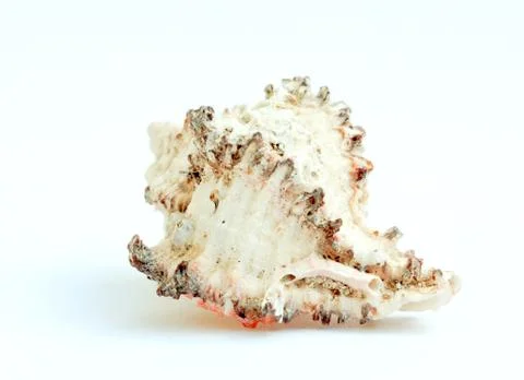 Seashell close-up on a white background Stock Photos