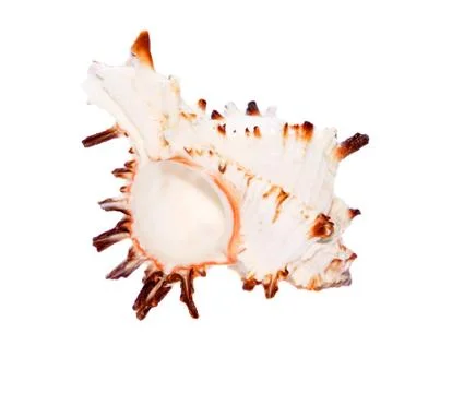 Seashell closeup isolated on white Stock Photos