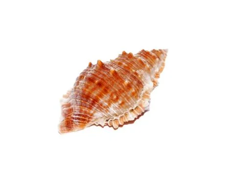 Seashell closeup isolated on white Stock Photos