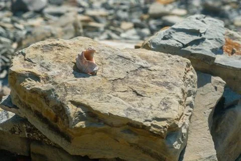 Seashell on the Cobblestone in pebble beach. Foto stock