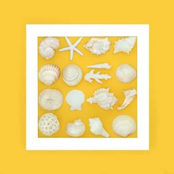 Seashell Collection Abstract Frame Design 스톡 사진