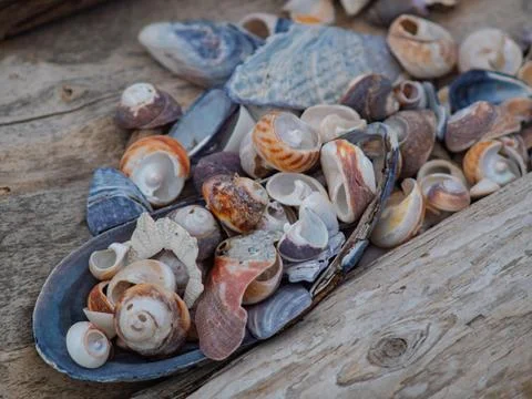 Seashell collection arranged inside a large blue mussel shell Foto stock