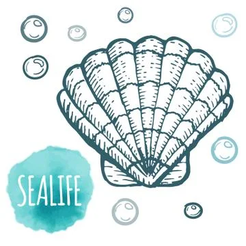 Seashell collection hand drawn aquatic doodle vector illustration. Sketch Stock Illustration