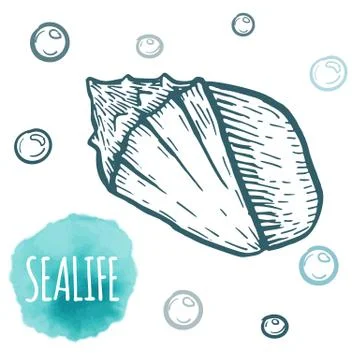 Seashell collection hand drawn aquatic doodle vector illustration. Sketch Stock Illustration
