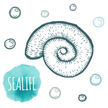 Seashell collection hand drawn aquatic doodle vector illustration. Sketch Stock Illustration