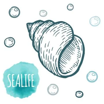Seashell collection hand drawn aquatic doodle vector illustration. Sketch Stock Illustration