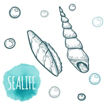 Seashell collection hand drawn aquatic doodle vector illustration. Sketch 스톡 일러스트