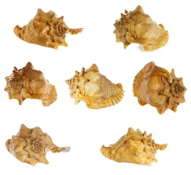 Seashell collection isolated on white background Stock Photos