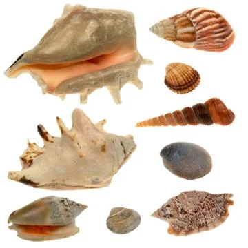 Seashell collection isolated on the white background Stock Photos