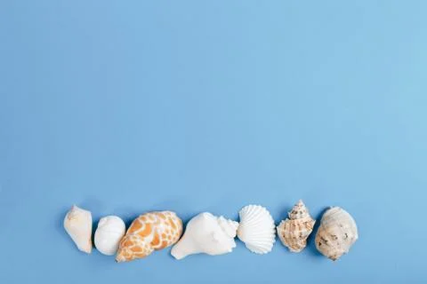 Seashell collection isolated on white background Stock Photos