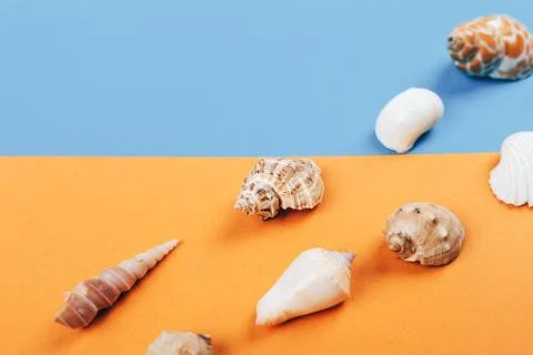 Seashell collection isolated on white background Stock Photos
