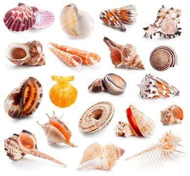 Seashell collection isolated on a white Stock Photos