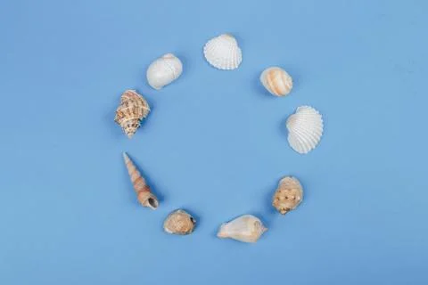 Seashell collection lying around circle shape. Stock Photos