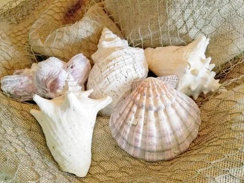 Seashell collection on net Stock Photos