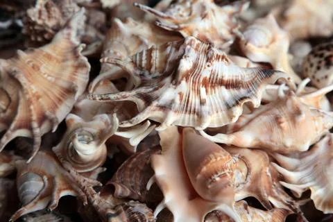 Seashell collection Foto stock