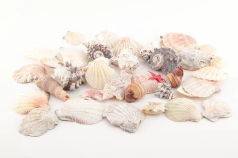 Seashell collection Stock Photos