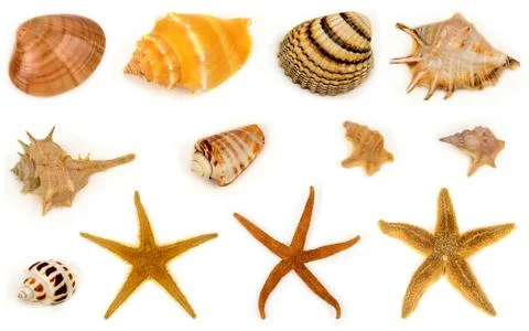 Seashell collection Stock Photos
