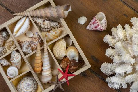 Seashell Collection Stock Photos