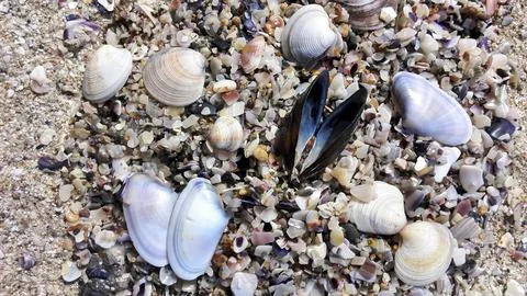 Seashell Collection on Sandy Beach Foto stock