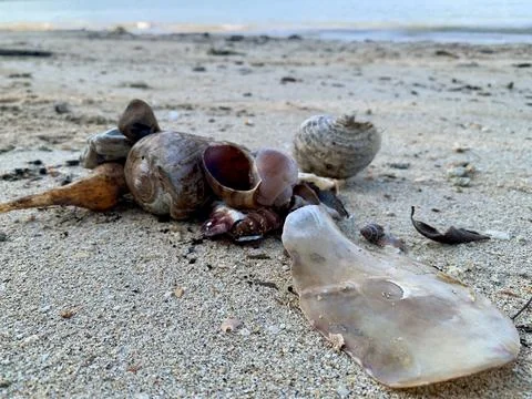 Seashell Collection on Sandy Beach at Tanjung Lesung Beach Stock Photos