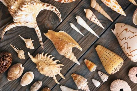 Seashell collection Seashell collection flat lay still life Copyright: xZo... Stock Photos