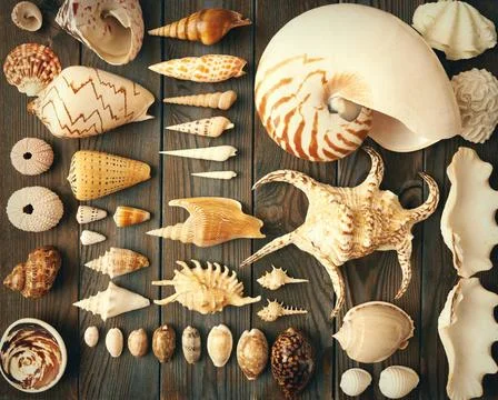 Seashell collection Seashell collection flat lay still life Copyright: xZo... Foto stock