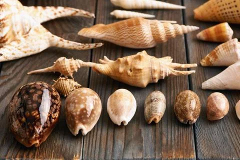 Seashell collection Seashell collection flat lay still life Copyright: xZo... Stock Photos