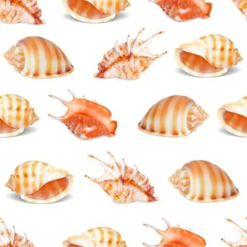 Seashell collection vector illustration. 스톡 일러스트