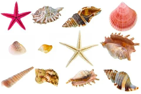 Seashell collection on white background. The high resolution detail photos wi Stock Photos