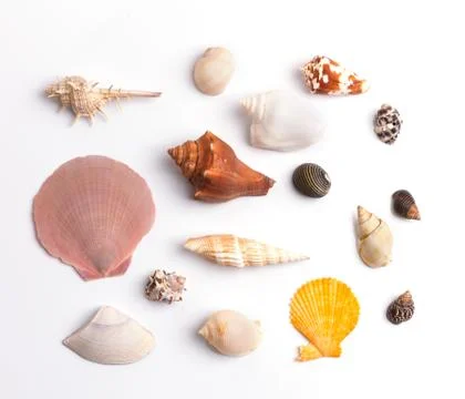 Seashell collection on the white background Stock Photos