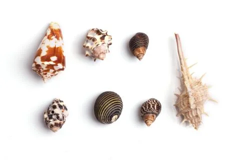 Seashell collection on the white background Stock Photos
